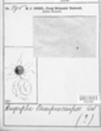 Phyllactinia fraxini image